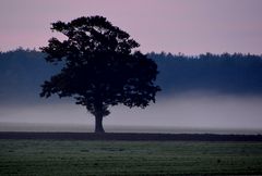 eiche im nebel