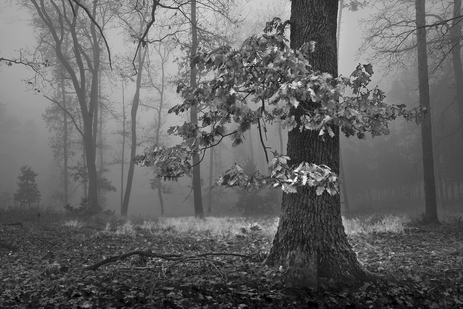 Eiche im Nebelwald