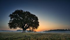 Eiche im nebligen Sonnenaufgang