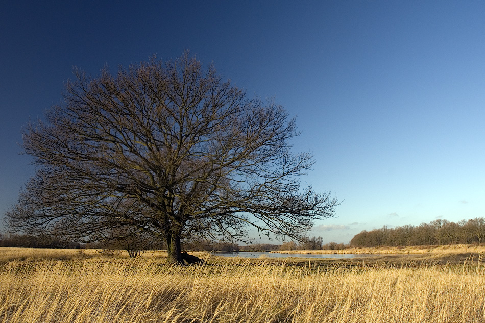 Eiche im Novemberlicht