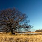 Eiche im Novemberlicht