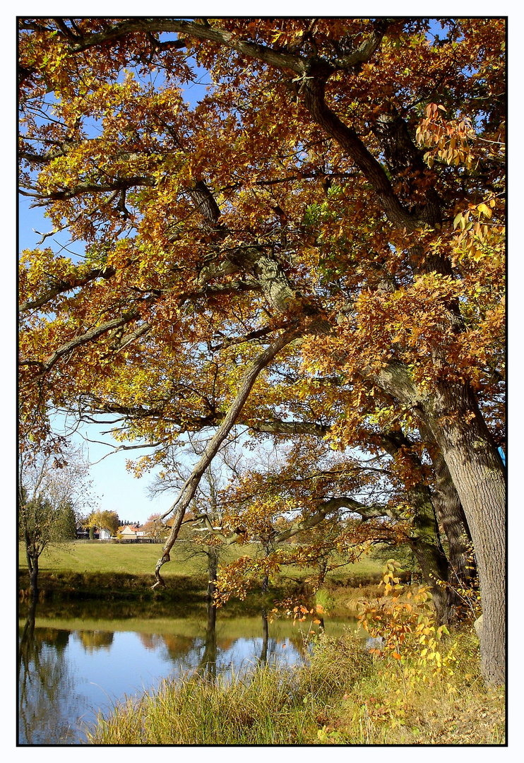 Eiche im Oktober