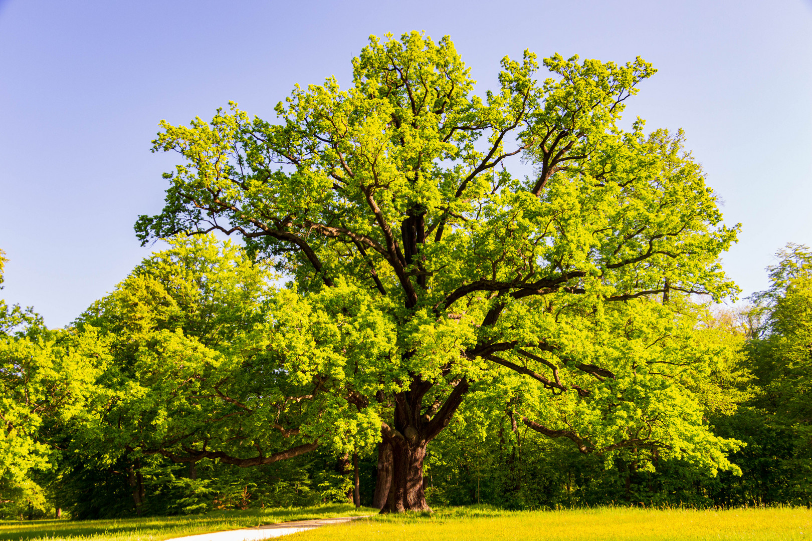 Eiche im Park 