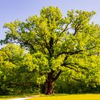 Eiche im Park 