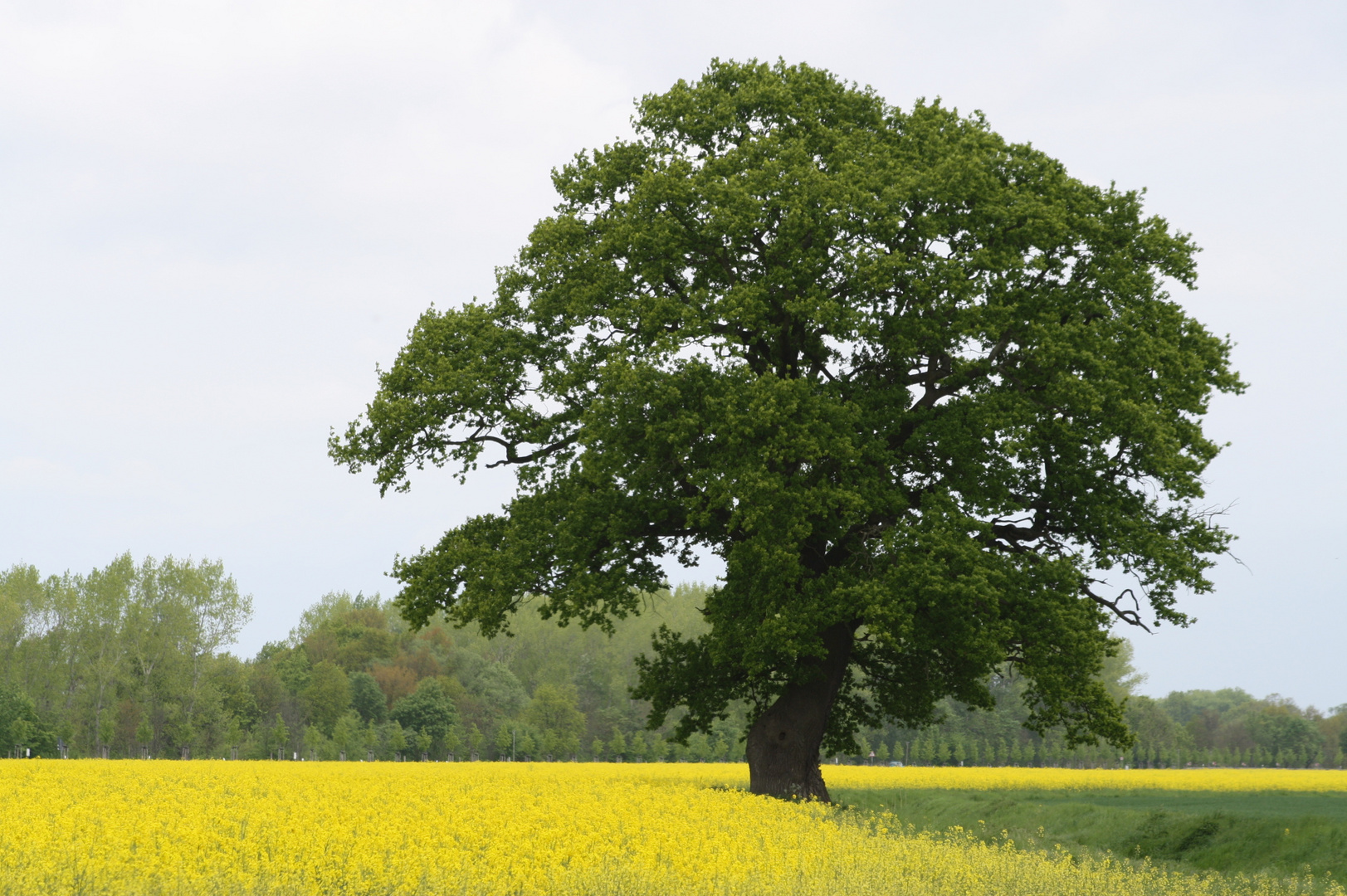 eiche im raps