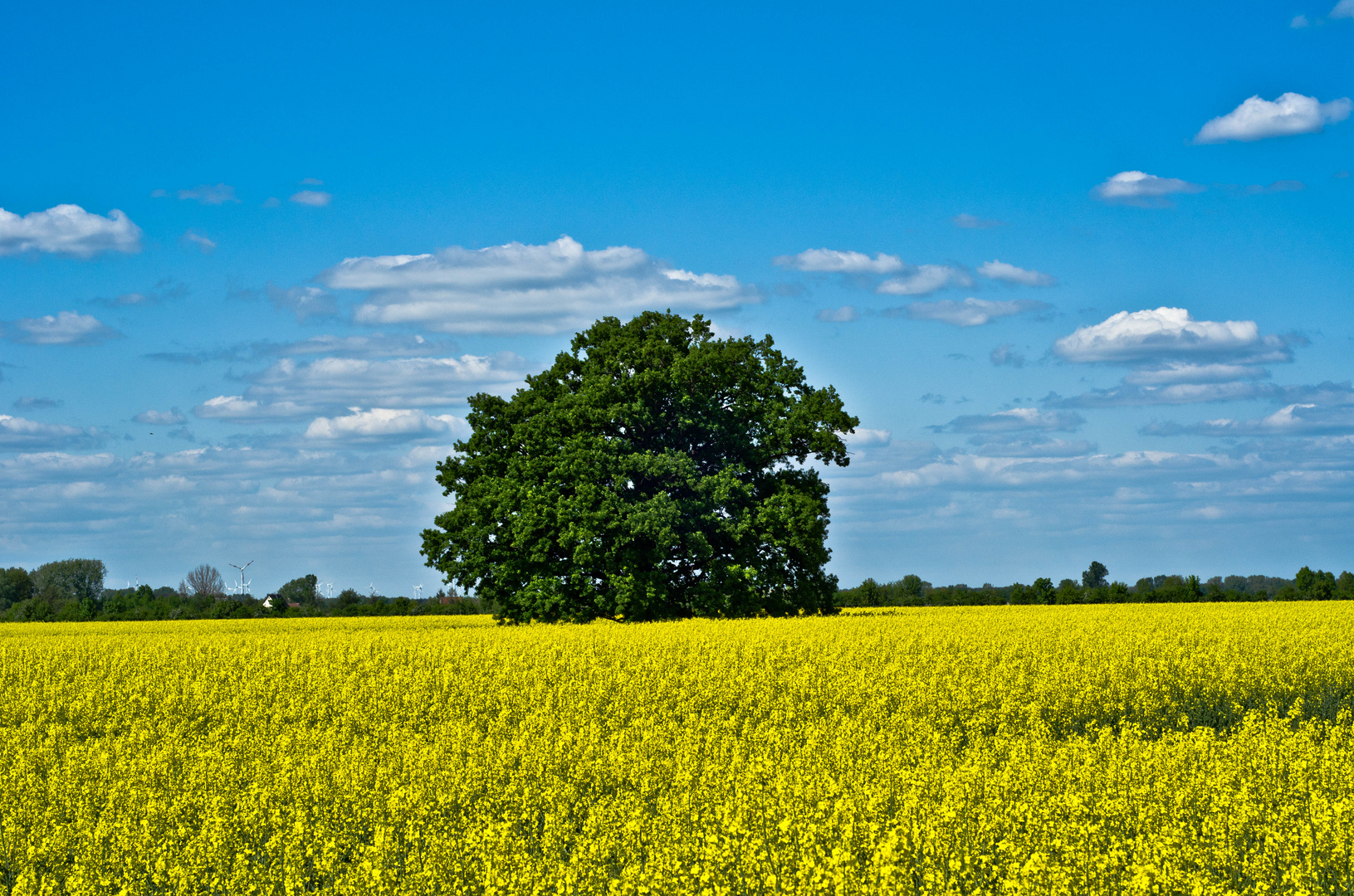 Eiche im Raps