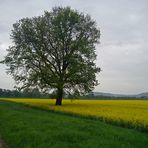 Eiche im Rapsfeld