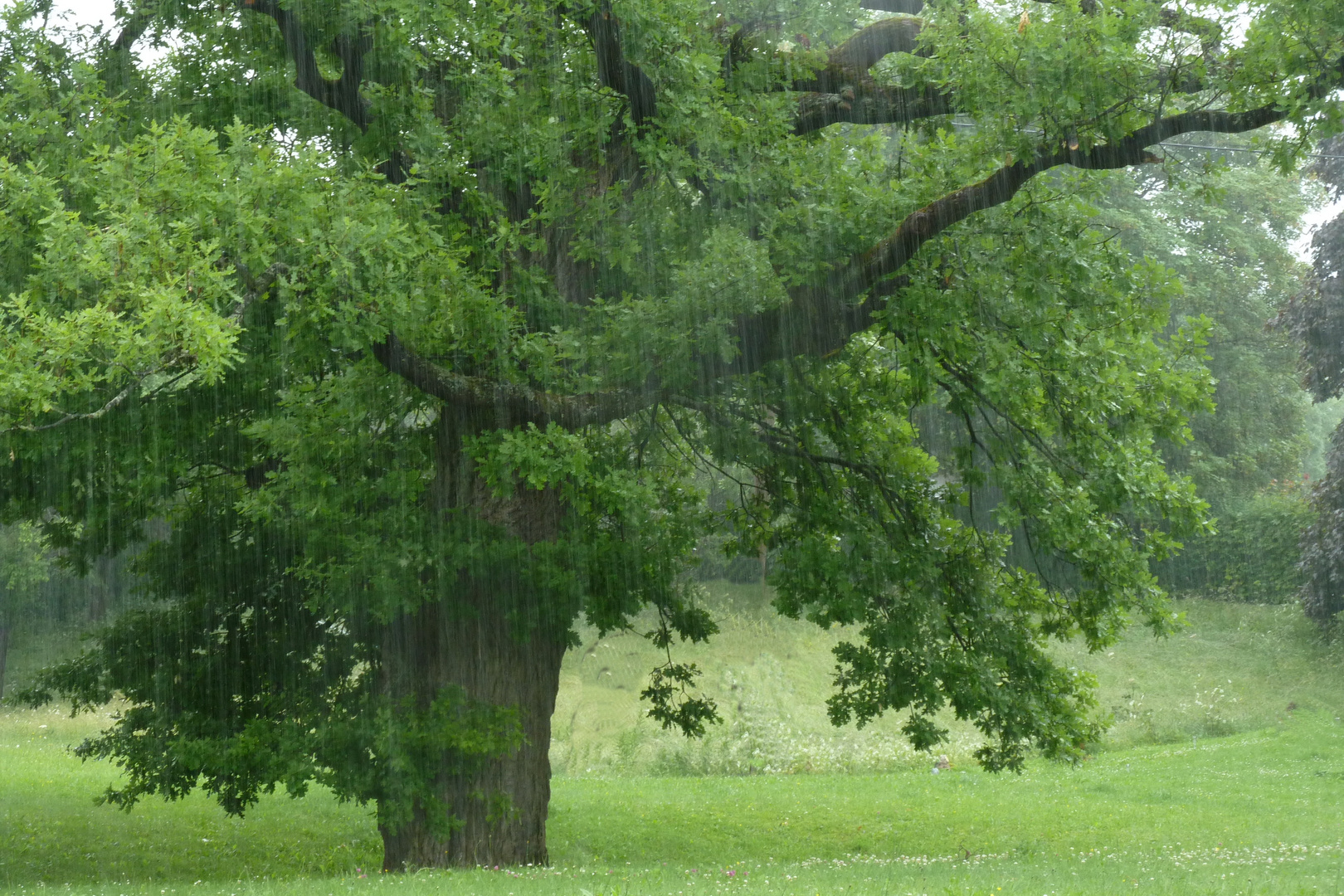 eiche im regen...