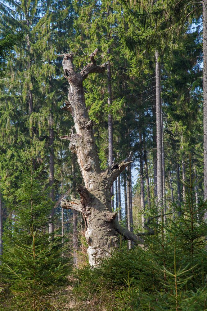 Eiche im Reinhardswald