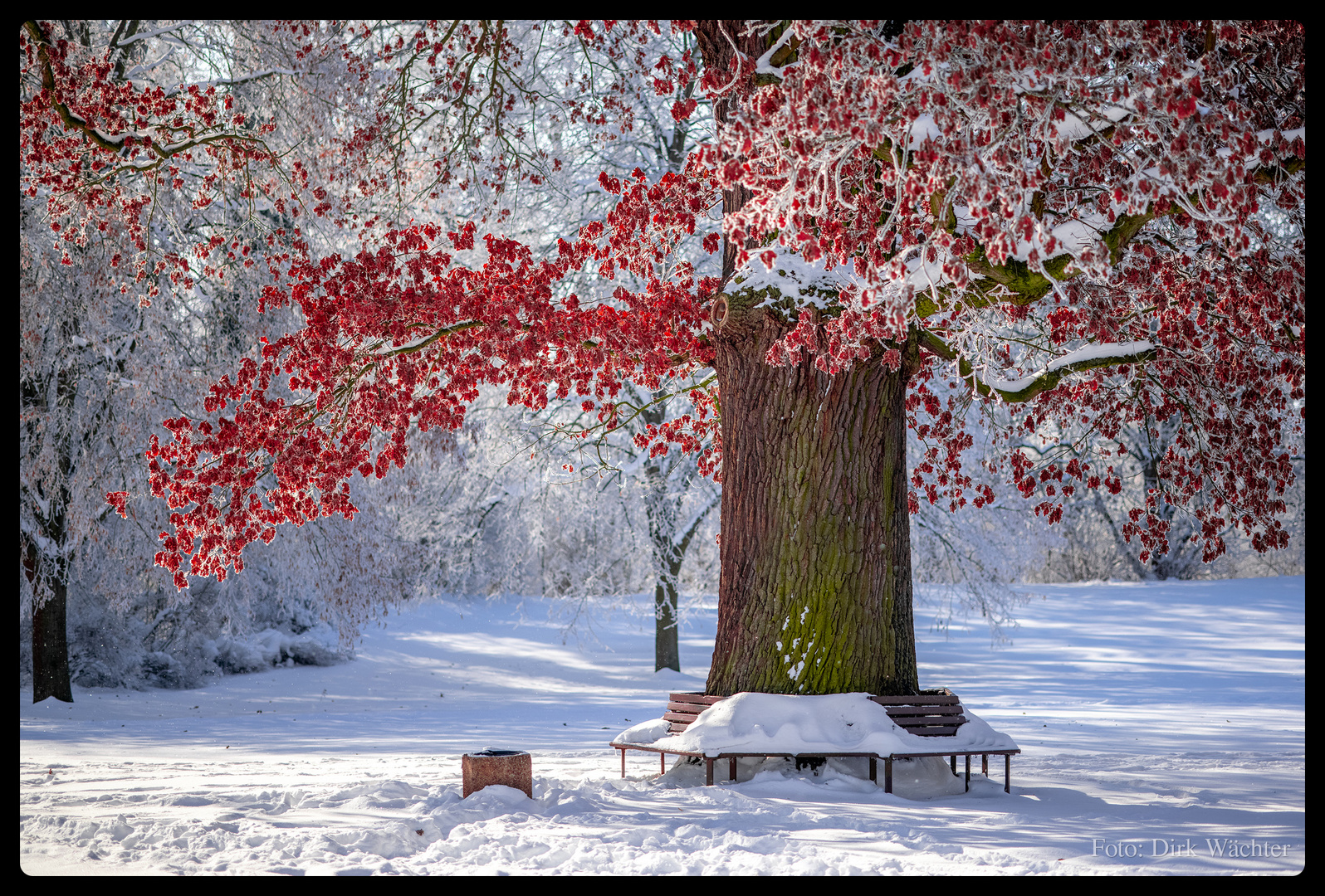 Eiche im Schnee