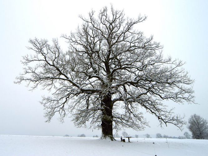 Eiche im Schnee