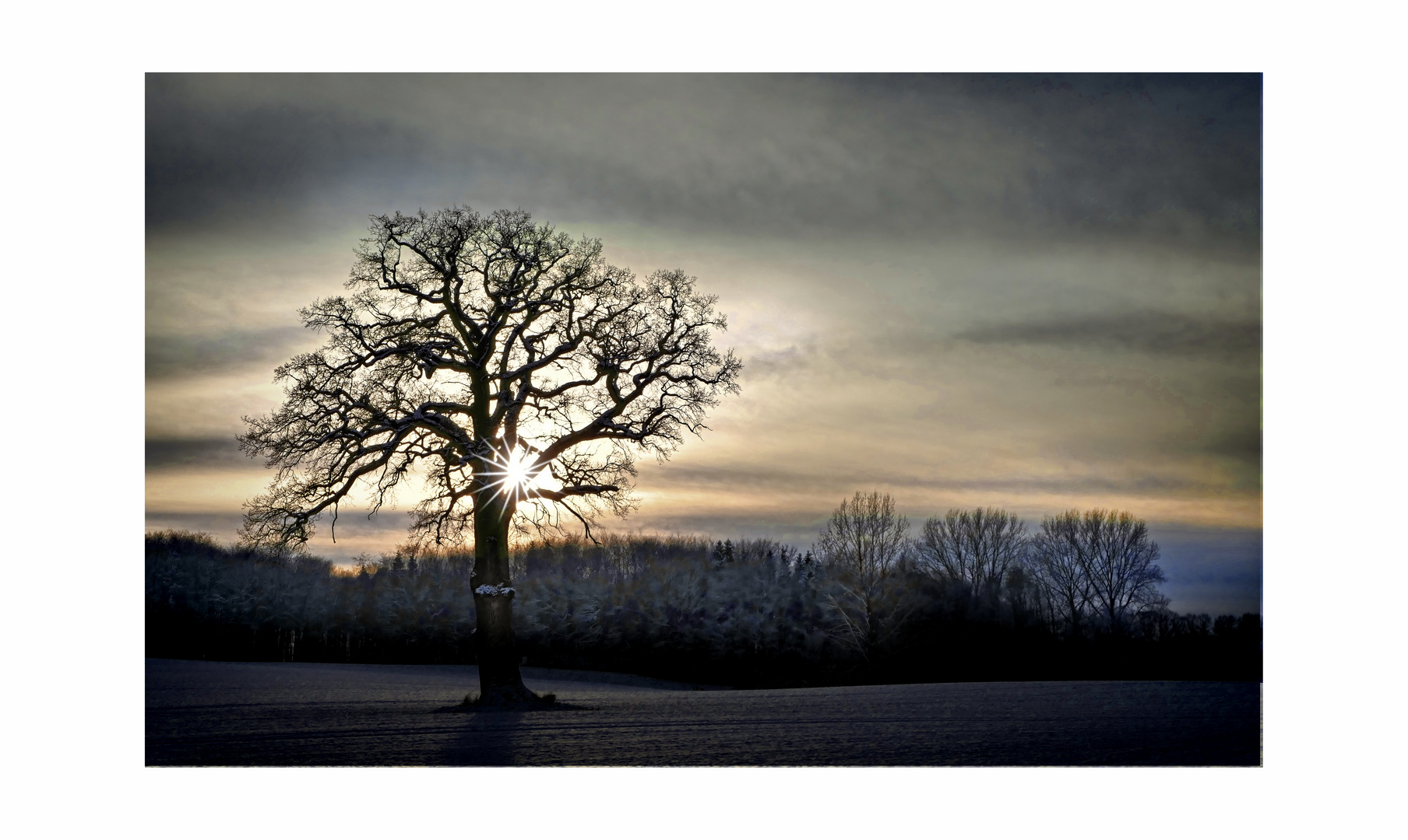 Eiche im Schnee