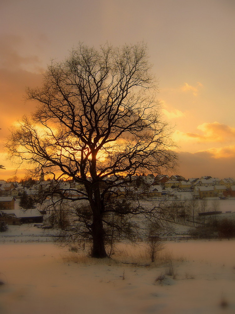 Eiche im Schnee in Hünsborn