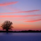 Eiche im Sonnenuntergang