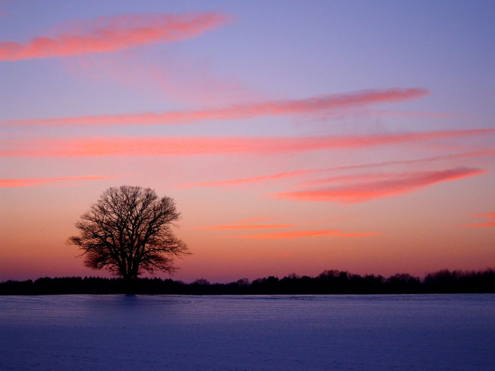 Eiche im Sonnenuntergang von Ouagadougou 