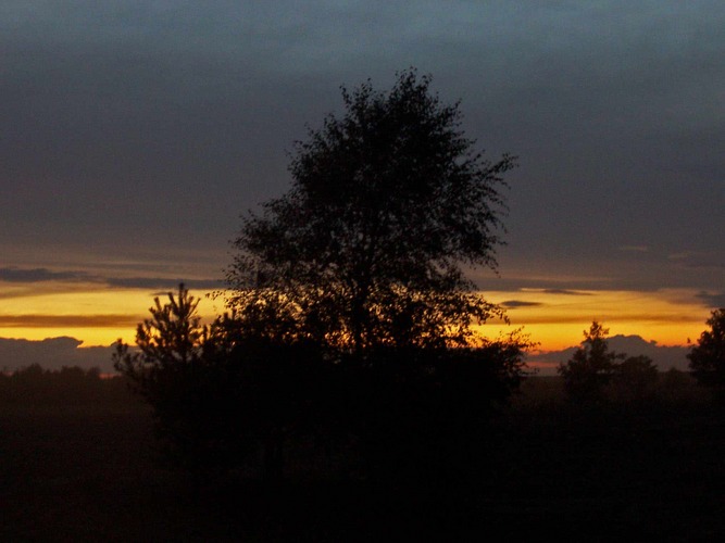 Eiche im Sonnenutergang