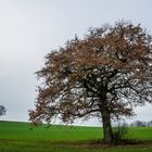 Eiche im Spätherbstkleid