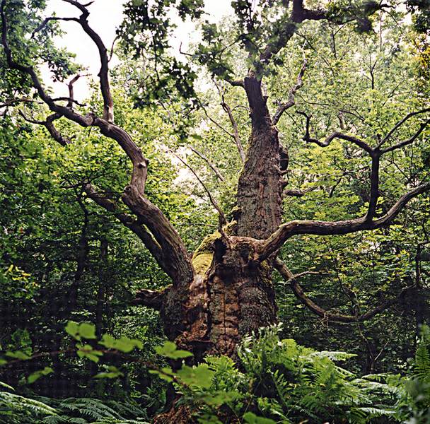 Eiche im Urwald auf der Insel Vilm