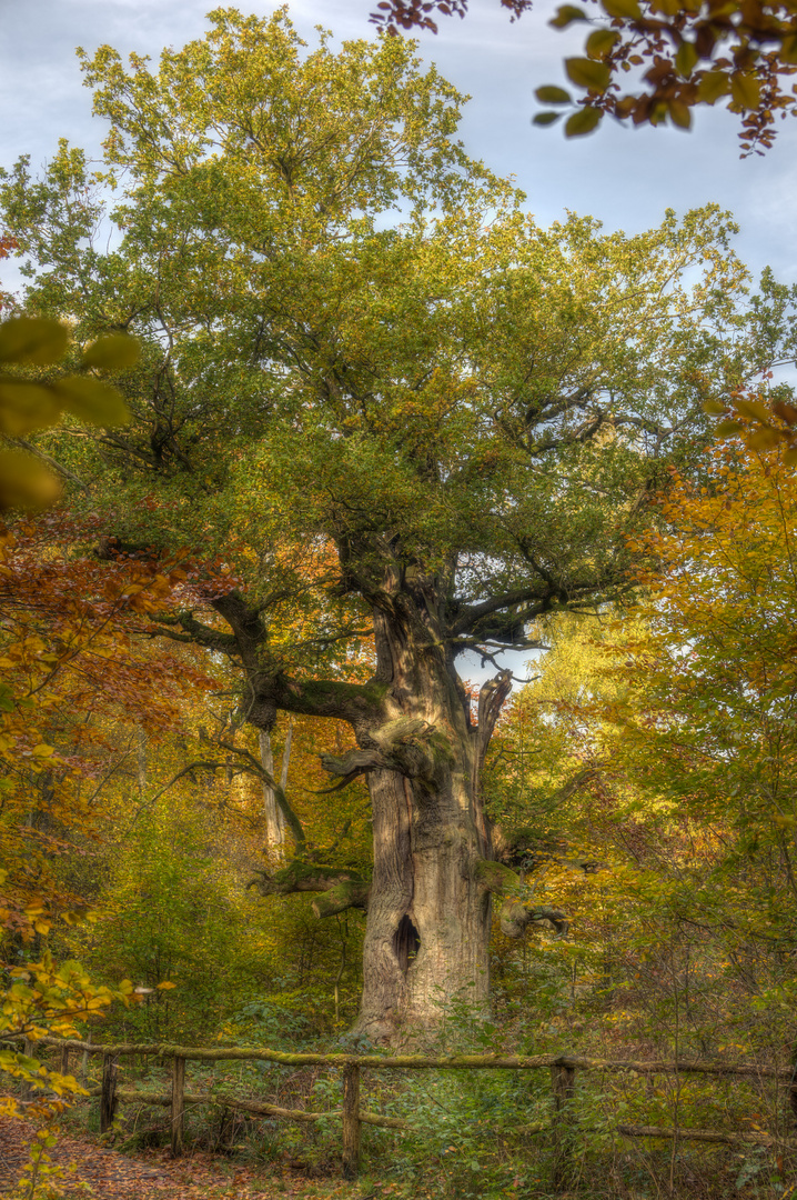 Eiche im Urwald Sababurg