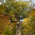 Eiche im Urwald Sababurg