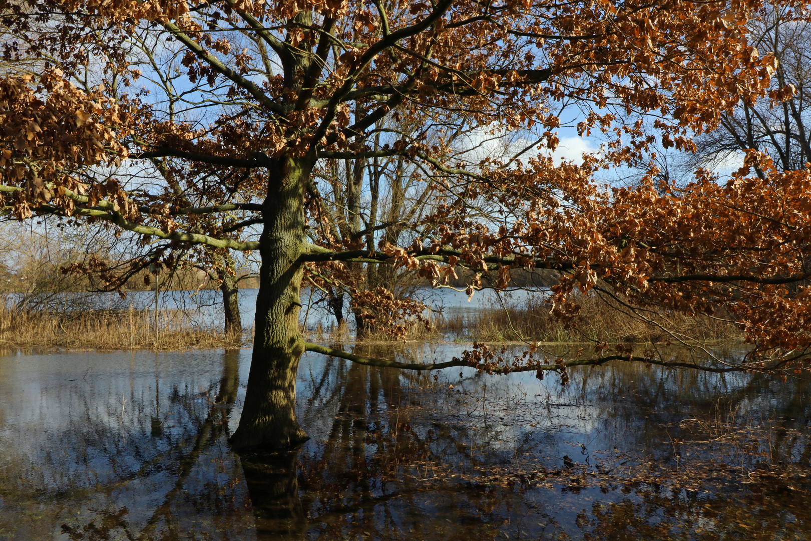 Eiche im Wasser