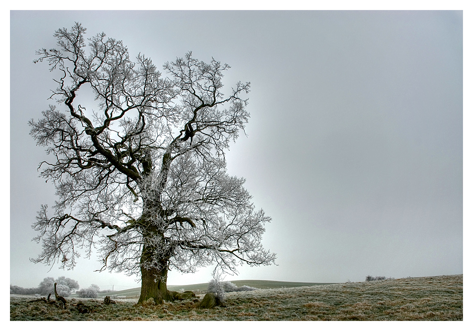 Eiche im Winter