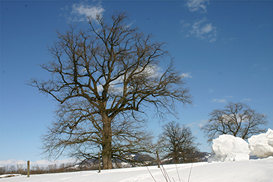 Eiche im Winter