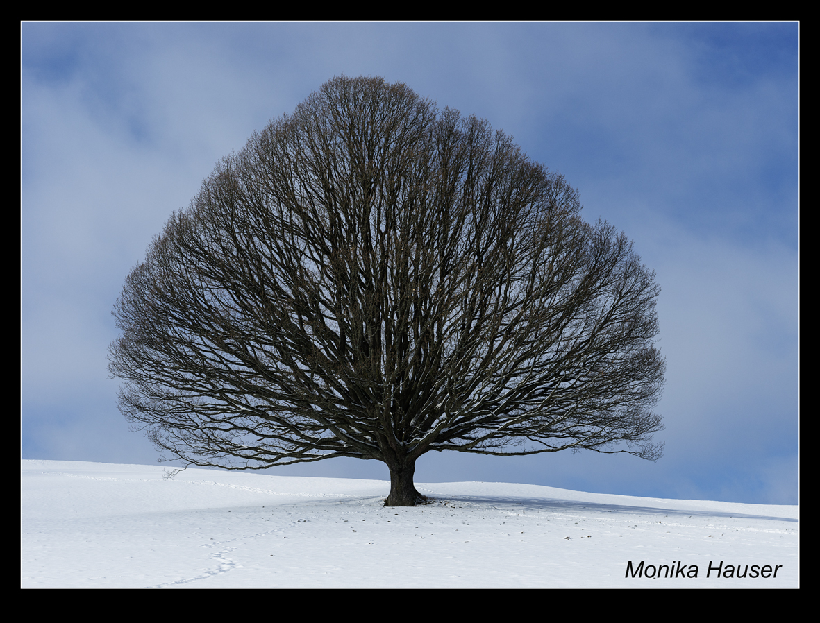 Eiche im Winter