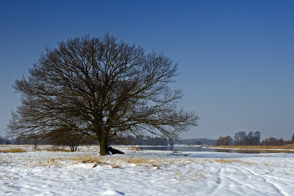 Eiche im Winter