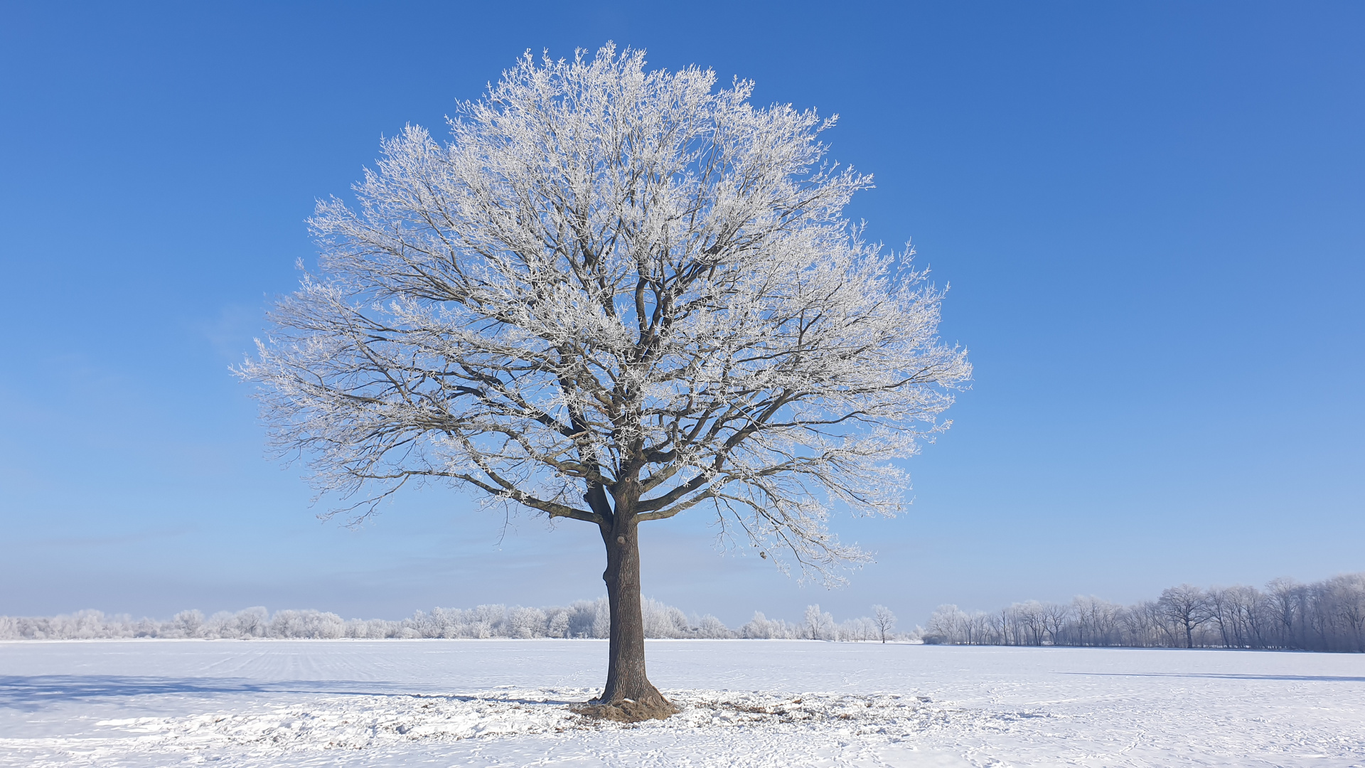 Eiche im Winter