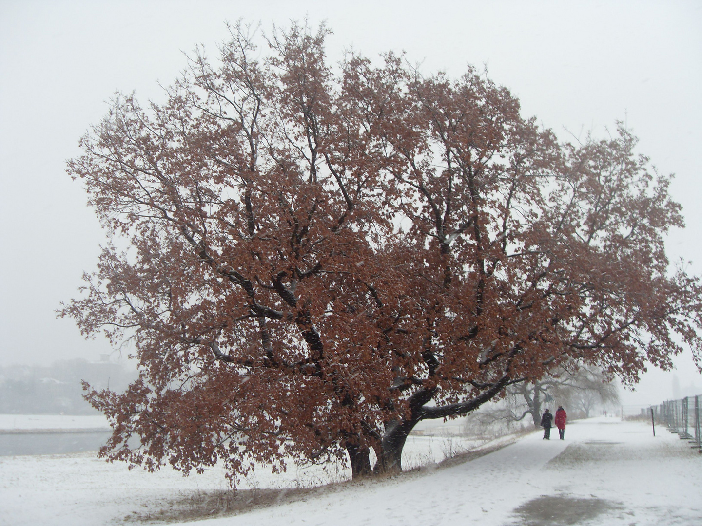 Eiche im Winter