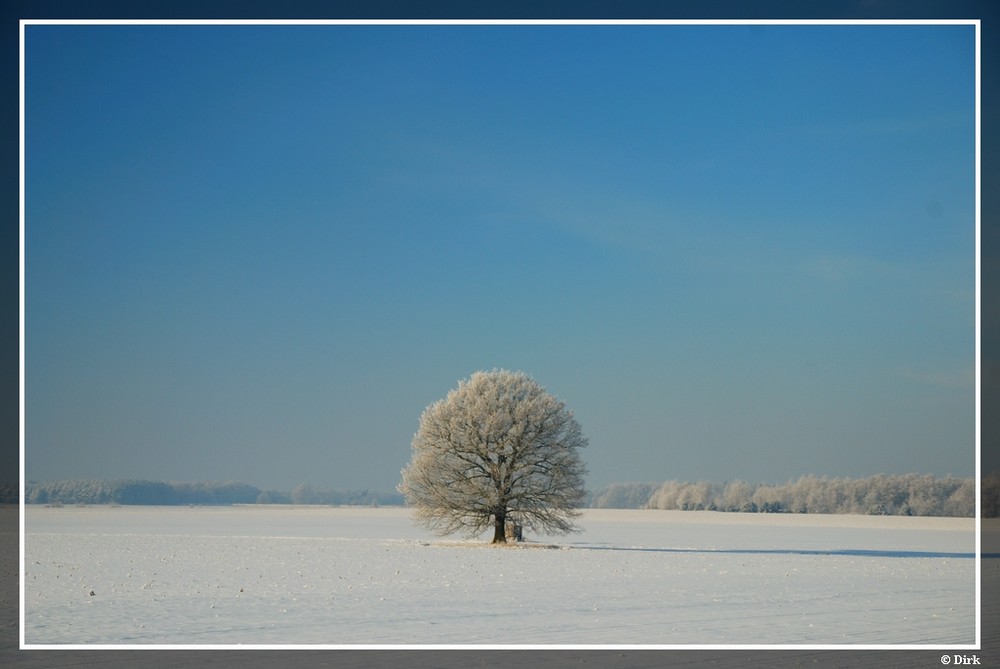 Eiche im Winter