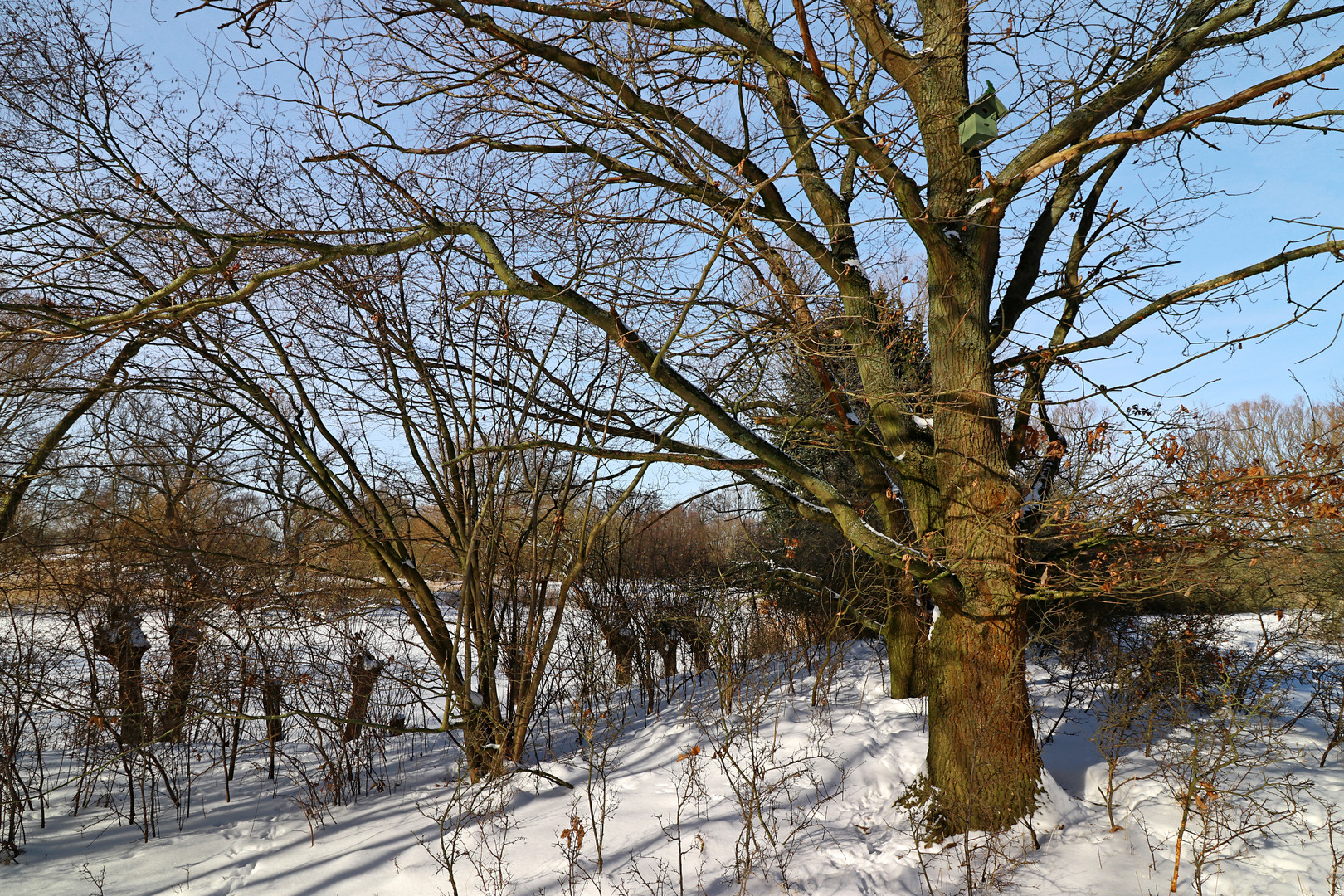 Eiche im Winter