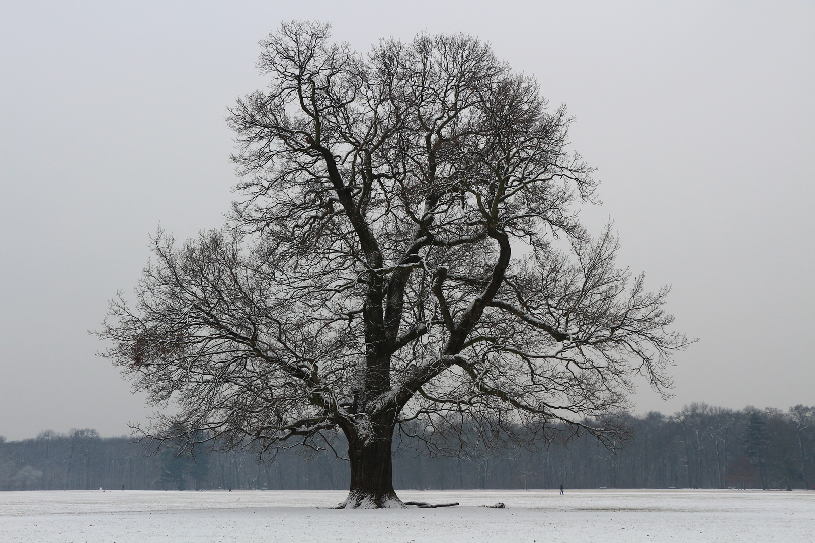 Eiche im Winter