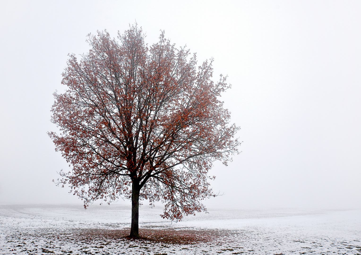 Eiche im Winter 