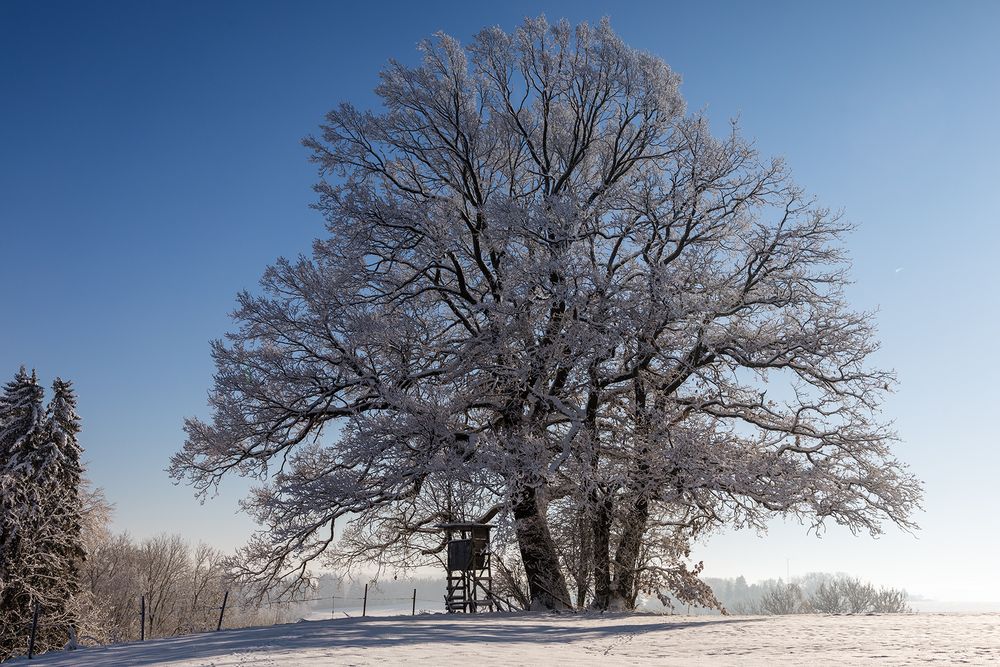 Eiche im Winter