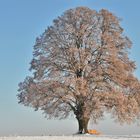 Eiche im Winterkleid