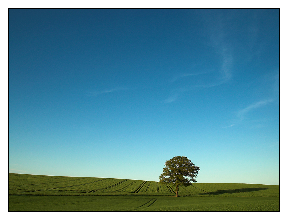 Eiche in der Feldlandschaft bei Stöfs