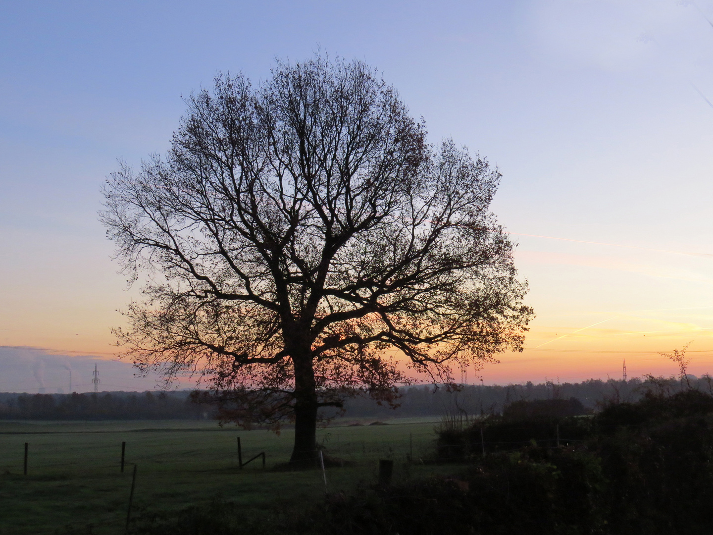 Eiche in der Morgenröte