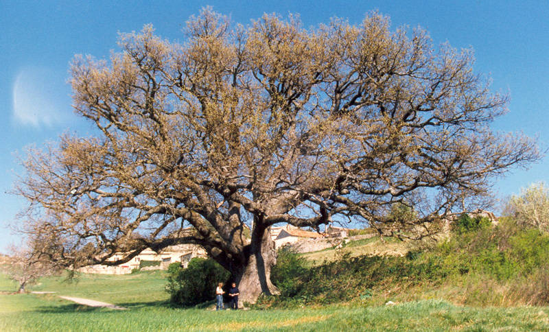 Eiche in der Provence