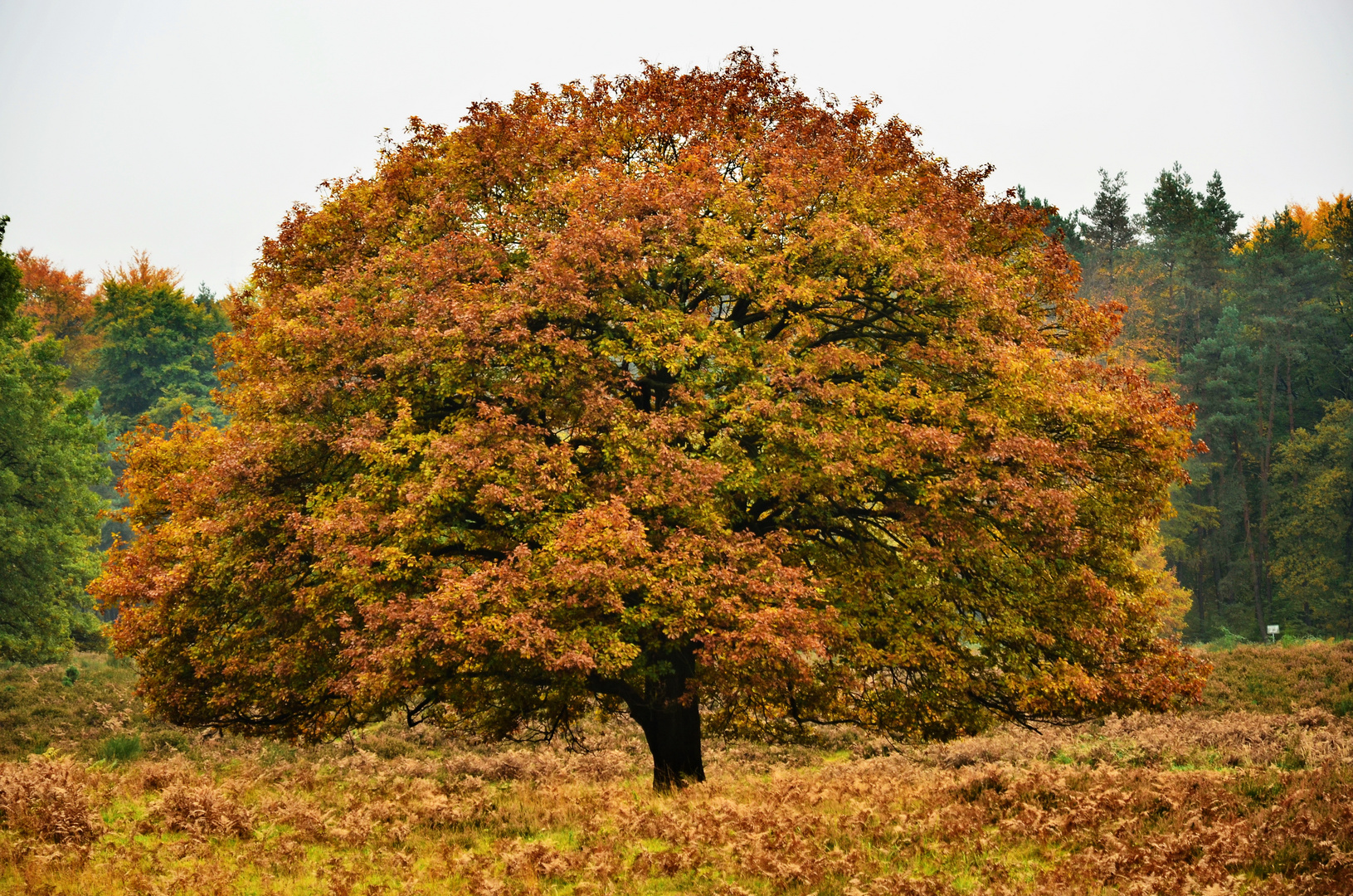 Eiche in der Wahner Heide