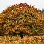 Eiche in der Wahner Heide