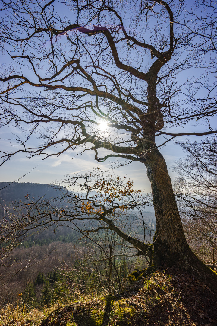 Eiche in erster Reihe