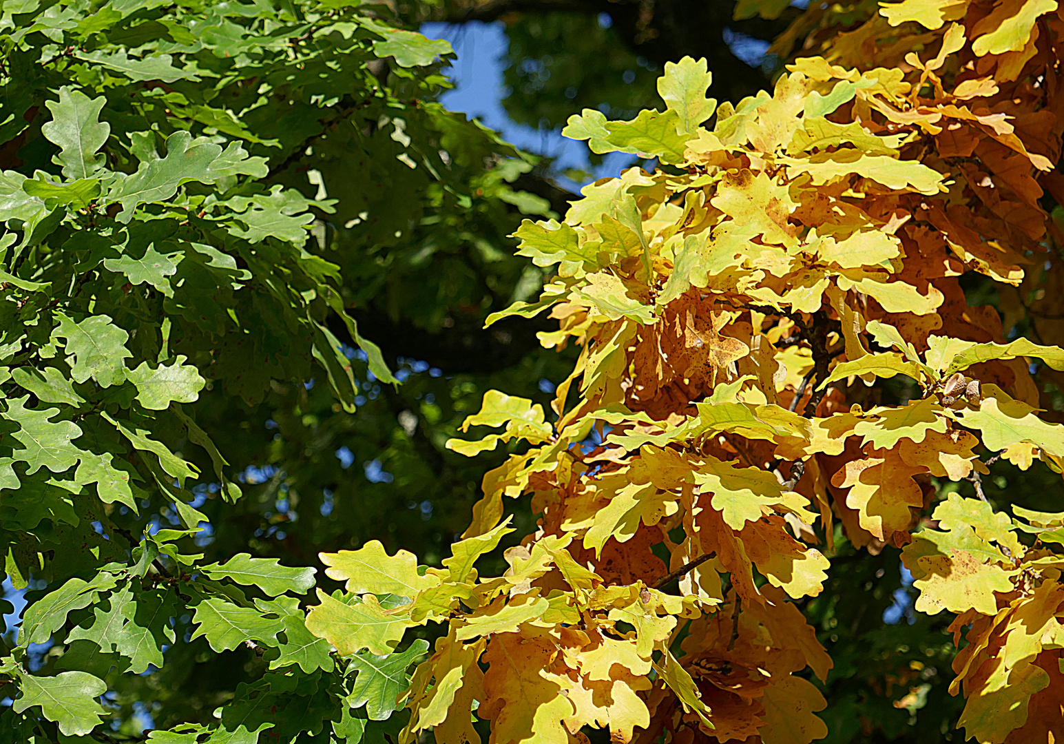 Eiche in zwei Farben