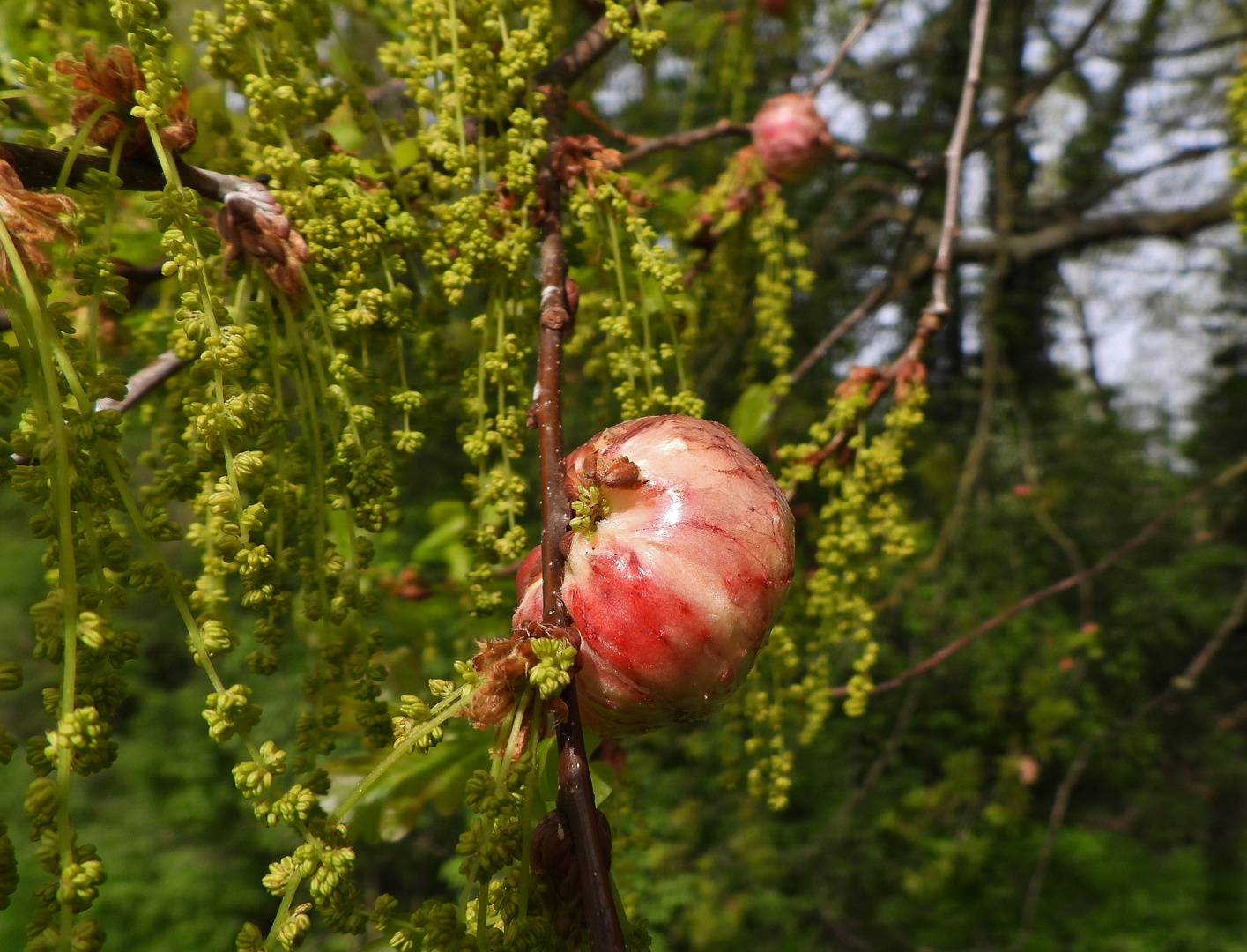 Eiche mit Äpfel_01