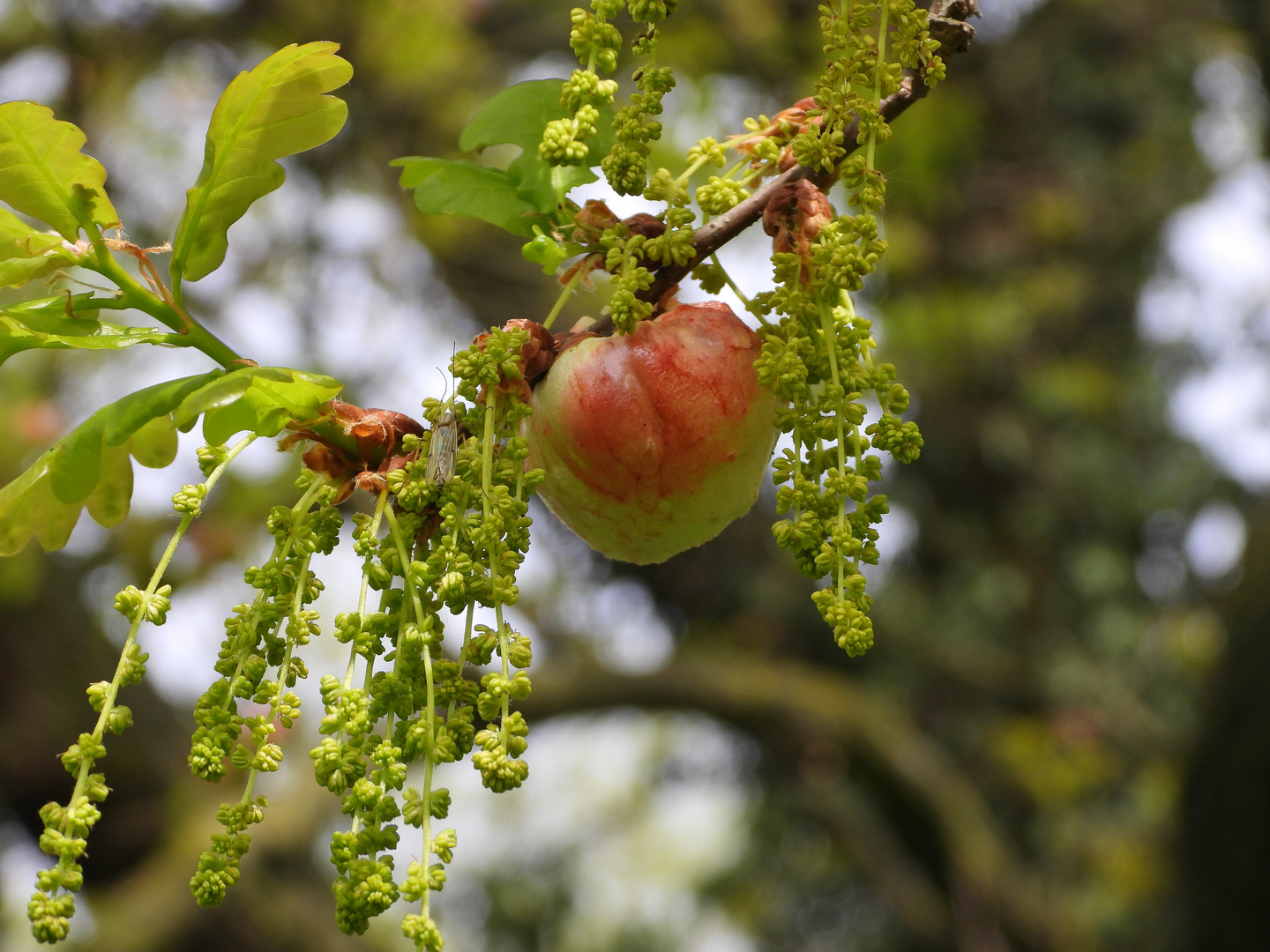 Eiche mit Äpfel_02