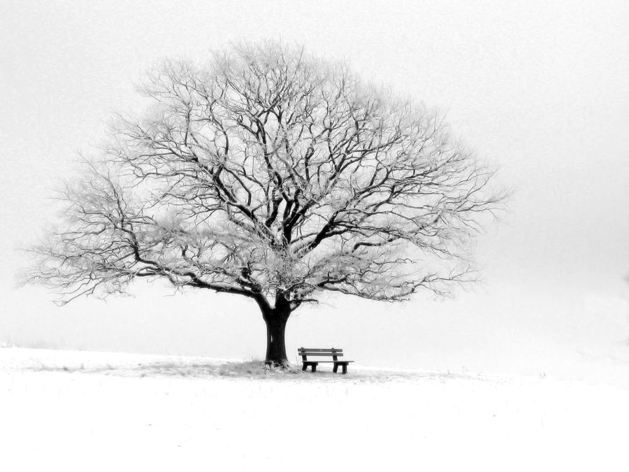 Eiche mit Bank in Westerwälder Winterlandschaft