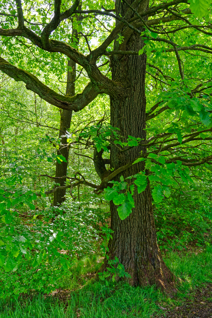 Eiche mit markanten Ästen