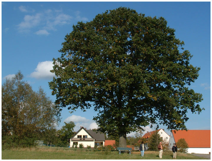 "EICHE ntlich ein sehr schöner Baum"