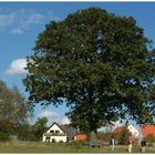 "EICHE ntlich ein sehr schöner Baum"